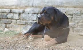 The boerboel rottweiler mix, is a mixed breed dog resulting from breeding the boerboel and the rottweiler. Rottweiler Average Life Expectancy With 21 Examples Embora Pets