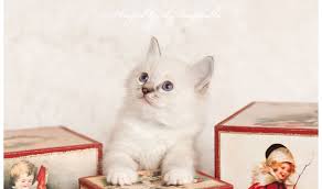 Rehome buy and sell, and give an animal a forever home with preloved! Ragdoll Kittens For Sale Angelgirl Ragdolls