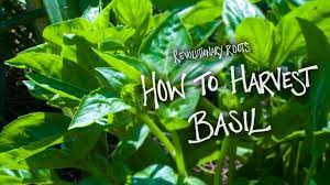 There is a third option, however and it's far growing basil from cuttings is a fast, easy, and cheap way to maximize your crop of homegrown basil. How To Harvest Basil Farming Gardening Lesson Revolutionary Roots Youtube