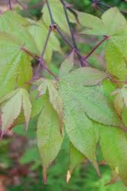 The canopy turns red in the fall before the tree loses it's leaves. Osakazuki Mendocino Maples Nursery