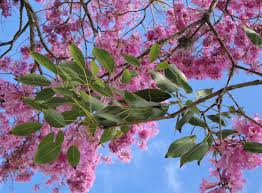 Image result for Handroanthus