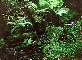 In the pacific northwest, the best time generally falls around the month of march. Ferns