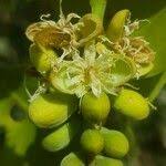 Image result for Isoberlinia