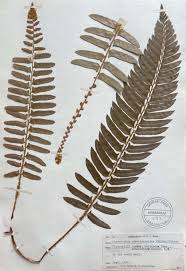 Image result for Scleria polyrrhiza