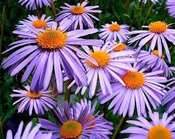 100 Purple New England Aster Michaelmas Daisy Aster Novae Var Angliae Flower Seeds Butterfly Garden Plants Butterfly Garden Pollinator Garden