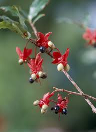 Image result for Ochna atropurpurea