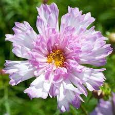 Cosmos Bipinnatus Double Click Information Mexican Aster Double Click Information Cosmos Double Click Informa Pansies Flowers Cosmos Flowers Annual Flowers
