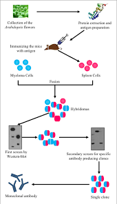 Figure 1 From A Strategy For Screening Monoclonal Antibodies