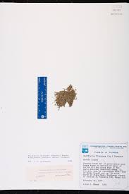 Image result for Wolffiella