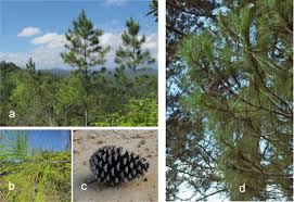 Image result for Oldfieldia macrocarpa
