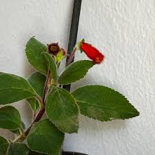 Image result for Kohleria