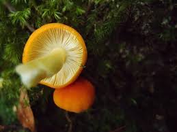 Image result for Russula flavida