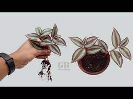 Pin On Plants Flowers Gardening
