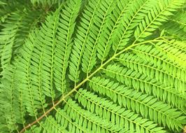 Image result for Jacaranda mimosifolia