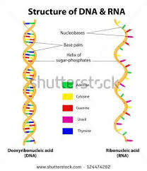 Pin By Bentham Science Publishers On Recent Patents On Anti Cancer Drug Discovery With Images Dna Activities Genetics Activities Dna