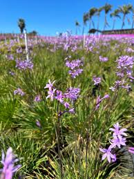 Image result for Tulbaghia acutiloba