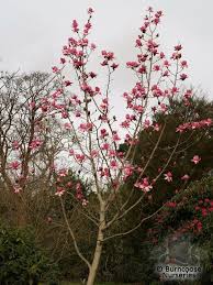 An online wholesale florist supplier established for more than three generations in ipswich, uk. Magnolia Campbellii Darjeeling From Burncoose Nurseries Plants Magnolia Flowers