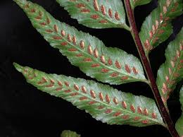 Image result for Aspleniaceae