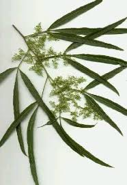 Image result for Searsia lancea