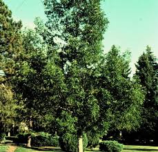 Image result for Quercus acutissima