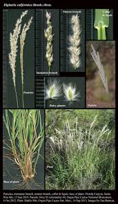 Image result for Digitaria pearsonii