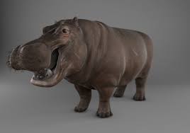 Hippopotamus 3d Model Hippopotamus 3d Model Model