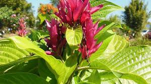 Image result for Dombeya buettneri