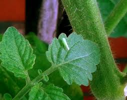 Kleines Grunes Insekt Auf Tomatenpflanze Zikade Pflanzenkrankheiten Schadlinge Green24 Hilfe Pflege Bilder