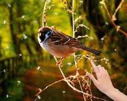 A collection of the top 41 3d phone wallpapers and backgrounds available for download for free. 3d Live Wallpaper For Android Mobile Free Download House Sparrow 1011x802 Download Hd Wallpaper Wallpapertip