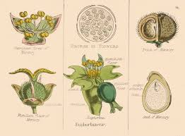 Image result for Euphorbia baylissii