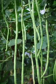 These 10 heirloom pole bean varieties are prolific growers and make delicious additions to any garden. How To Stake Up Pole Beans Lovetoknow