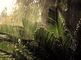 Nature Rain Wallpapers Wallpaper Cave Free for commercial use no attribution required high quality images.