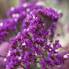Image result for Limonium