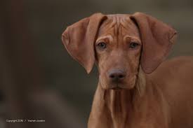 If you're looking for an older dog, europuppy has various pet options available ranging from 10 weeks old to 1 year old. Vizsla Dog Breed The Hungarian Pointer Pawversity
