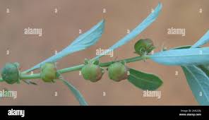 Image result for Phyllanthus maderaspatensis