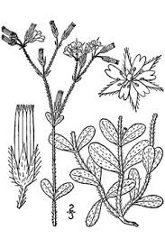 Image result for Cerastium glomeratum