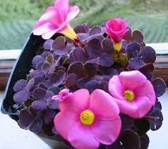 Image result for Oxalis purpurascens