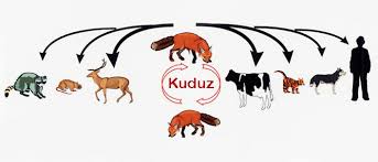 Kuduz Nedir Nasil Bulasir Belirtileri Tedavisi Ve Asisi