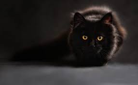In the dreams, black cats can help you to understand yourself better. Dream Meaning Of Cats Dream Interpretation