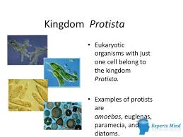 Kingdom Protista Biol Protists Diatom