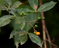 Image result for Toddalia