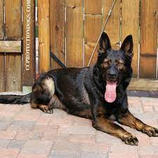 Protective Dog Breed German Shepherd Cc Protection Dogs