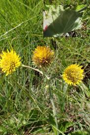 Image result for Berkheya speciosa