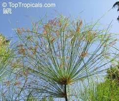 Image result for Cyperus sp. no. 1
