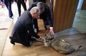 This biography provides detailed information about his childhood, profile, career and timeline. President Of Russia On Twitter Aleksandar Vucic Gave Vladimir Putin A Sarplaninac Puppy