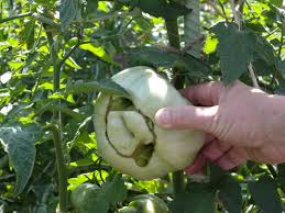 If you're planting tomatoes in the spring, leave at least two feet or more between plants so that good air circulation can help pollinate them. Tomato Fruit Problems