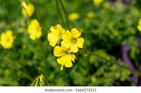 Image result for Oxalis pes-caprae
