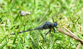 Image result for Trachyandra burkei