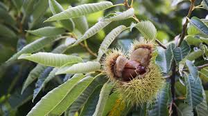 Also, the margins of these leaves can be smooth, serrated, notched, or lobed. How To Harvest And Store Chestnuts