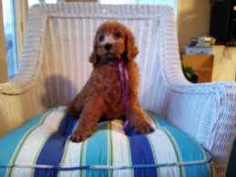 Their poodle puppies in ohio start learning to go outside for the bathroom at 4 1/2 weeks of age. Akc Much Wanted Red Standard Poodle Puppies For Sale In Montgomery Alabama Classified Americanlisted Com